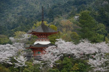 Eski Japon mimarisi. Hiroşima 'daki Sakura Güzeli. İlkbaharda açan çiçekler