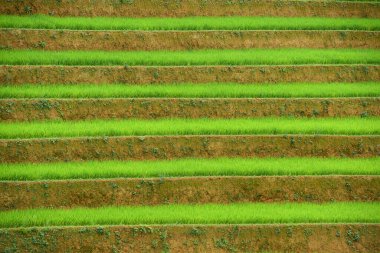 Vietnam 'da pirinç terası manzarası   