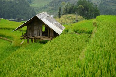 Vietnam 'da pirinç terası manzarası   