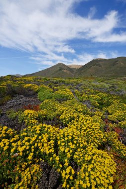 Büyük Sur çiçek tarlası