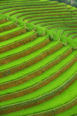 Vietnam 'da pirinç terası manzarası   