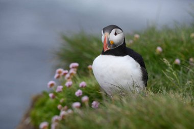 Doğal ortamdaki kuşun yakın görüntüsü