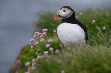 Doğal ortamdaki kuşun yakın görüntüsü