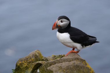 Doğal ortamdaki kuşun yakın görüntüsü