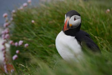 Doğal ortamdaki kuşun yakın görüntüsü