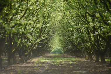 ağaç satırı arkaplan görüntüsü