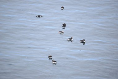 İzlanda arkaplan görünümünden martı