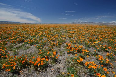 Bahçede büyüyen güzel çiçekler