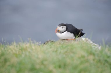 Doğal ortamdaki kuşun yakın görüntüsü