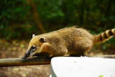 coati on tree branch 