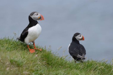 Doğal ortamdaki martı kuşlarının yakın görüntüsü
