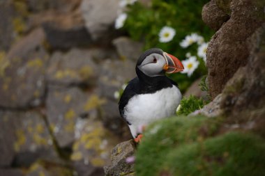 Doğal ortamdaki kuşun yakın görüntüsü