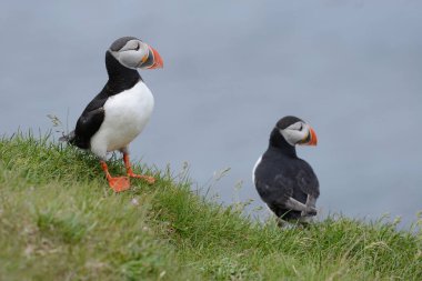Doğal ortamdaki martı kuşlarının yakın görüntüsü