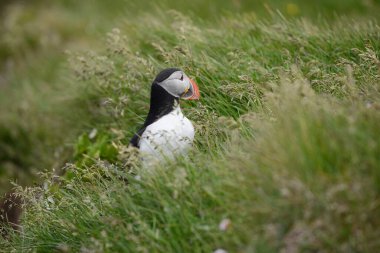 Doğal ortamdaki martı kuşunun yakın görüntüsü