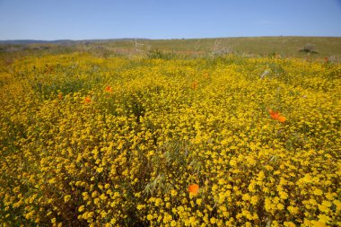 Kaliforniya arka plan görünümünde çiçekler
