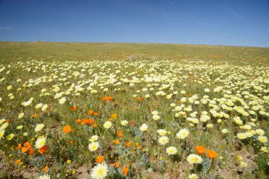 Bahçede büyüyen güzel çiçekler