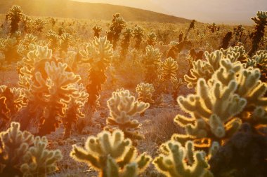 Cholla Kaktüs Bahçesi ve güneş ışınları. Joshua Tree Ulusal Parkı. Mojave Çölü