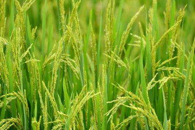 Yeşil pirinç tarlasının manzarası   