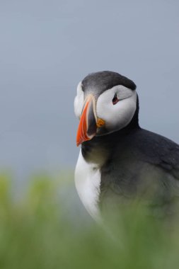 Doğal ortamdaki martı kuşunun yakın görüntüsü