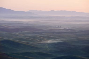 palouse tepeden yeşil buğday