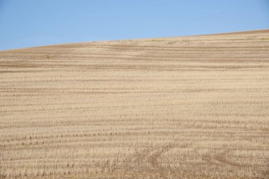 Washington 'daki Farm Hill, gündüz manzaralı. 