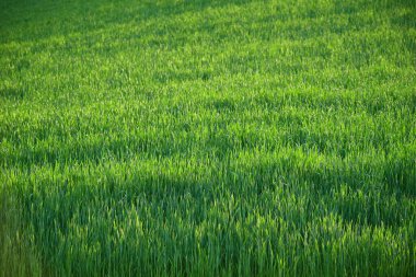 palouse tepeden yeşil buğday