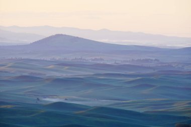 palouse tepeden yeşil buğday