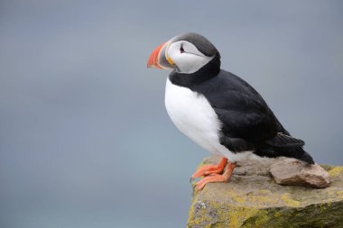 Doğal ortamdaki kuşun yakın görüntüsü