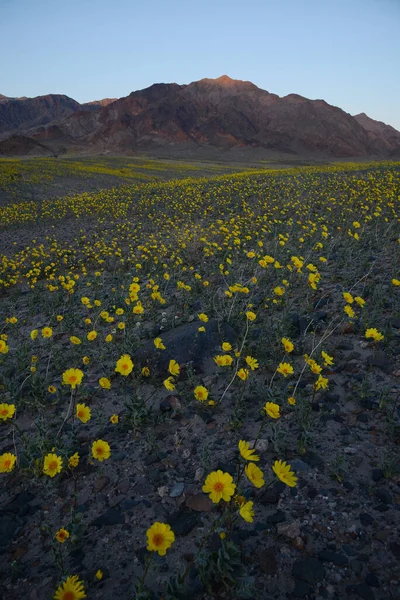 Landscape Desert Flower Bloom — Stock Photo, Image