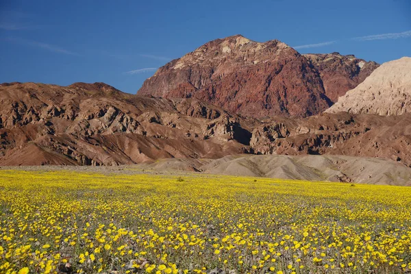 landscape of desert flower bloom