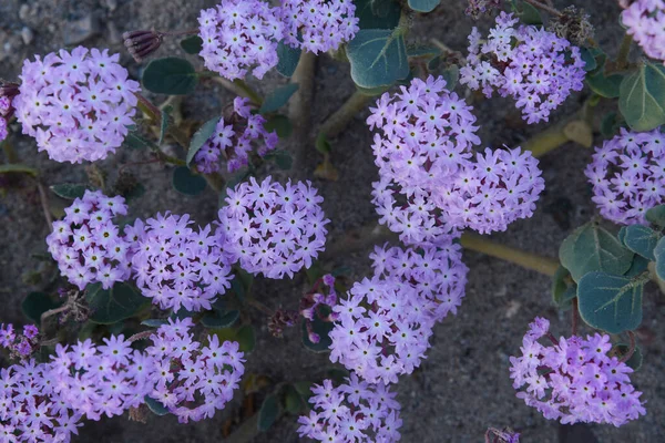 close up of desert flower bloom