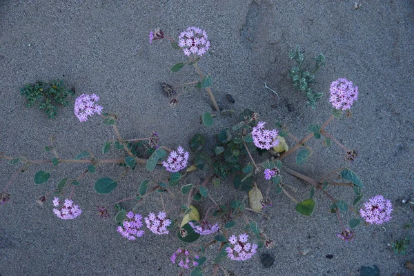 Desert Purple Flower Blooming — Stock Photo, Image
