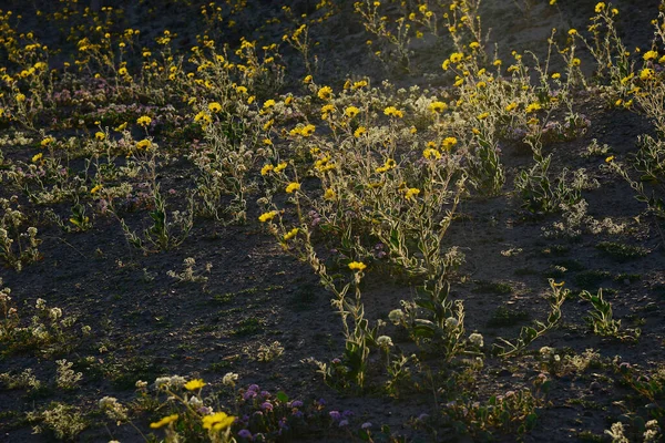 Paisagem Flor Deserto Florescer — Fotografia de Stock