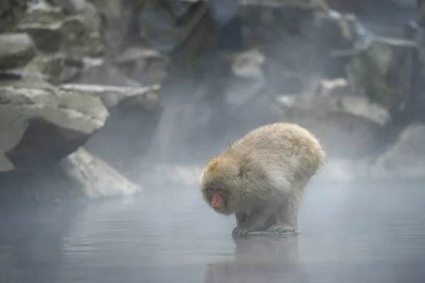 Japonés Macaque Bañándose Caliente Remojo Jigokudani Hotspring —  Fotos de Stock