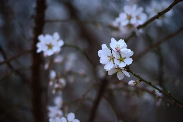 アーモンド畑を咲かせる風景 — ストック写真