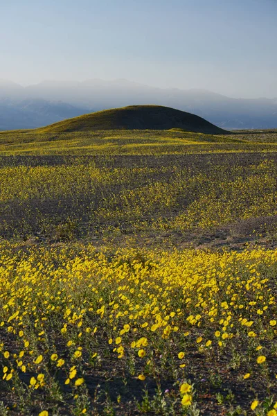Пейзаж Цветения Пустыни — стоковое фото