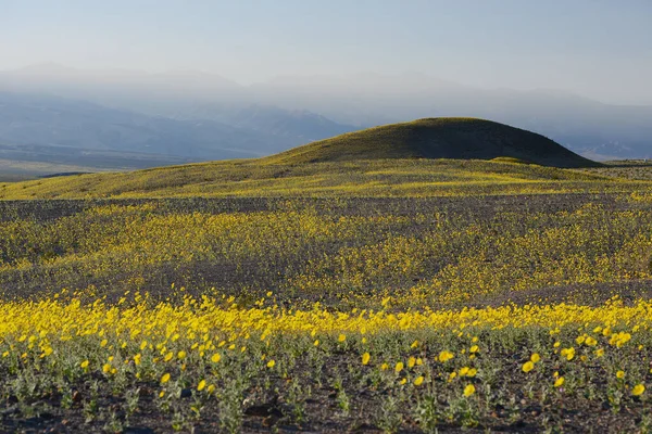 Пейзаж Пустелі Квітка Розквітає — стокове фото