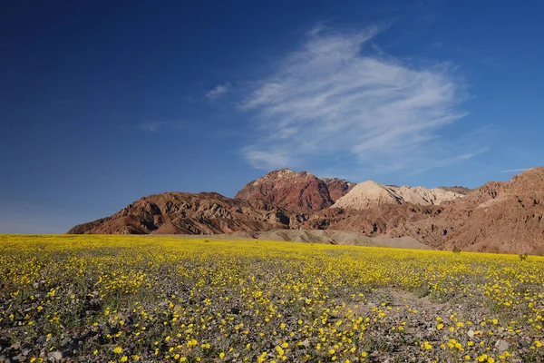 砂漠の花の風景が咲く — ストック写真