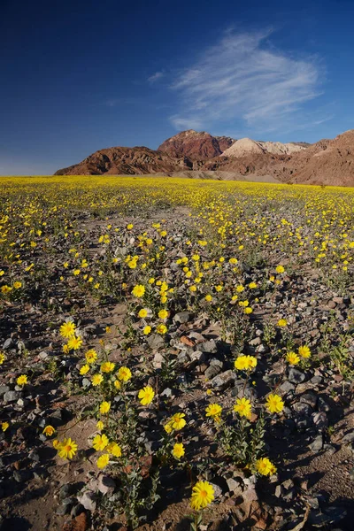Paesaggio Fiore Del Deserto Fioritura — Foto Stock