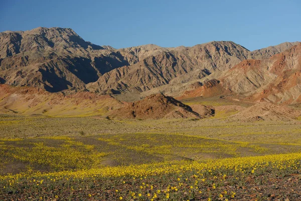 landscape of desert flower bloom
