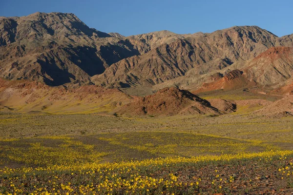 stock image landscape of desert flower bloom