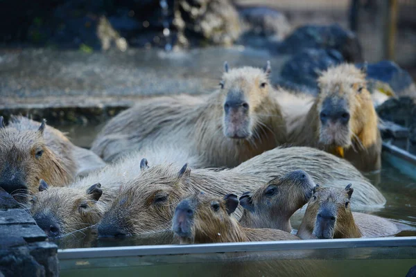 Wasserschweine Warmen Gewässern — Stockfoto