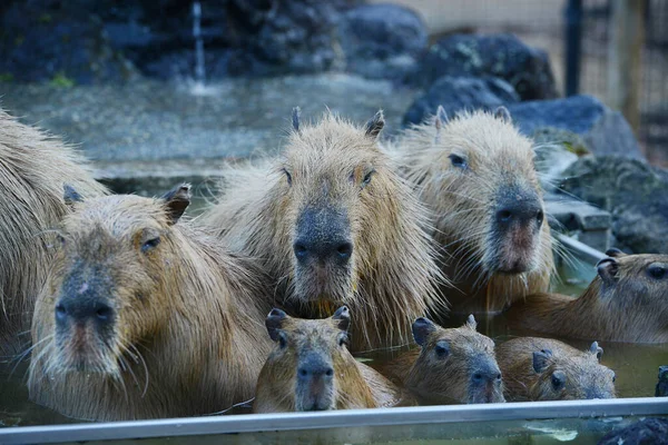 Capybaras Dans Les Eaux Chaudes — Photo