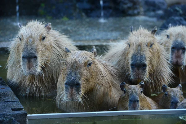 Kapybary Teplých Vodách — Stock fotografie