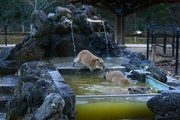 Capybaras Dans Les Eaux Chaudes — Photo