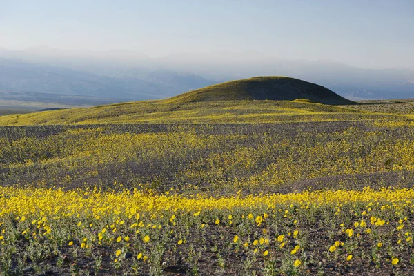Пейзаж Пустелі Квітка Розквітає — стокове фото