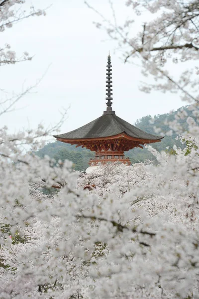 Blommande Blommor Ren Forntida Japansk Arkitektur Torn Sakura Skönhet Hiroshima — Stockfoto