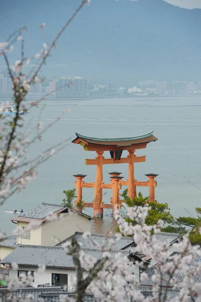 Kvetoucí Miyajima Sakura Stromy — Stock fotografie