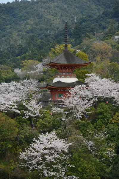 Starověká Japonská Architektura Sakura Beauty Hirošimě Kvetoucí Květiny Jaře — Stock fotografie