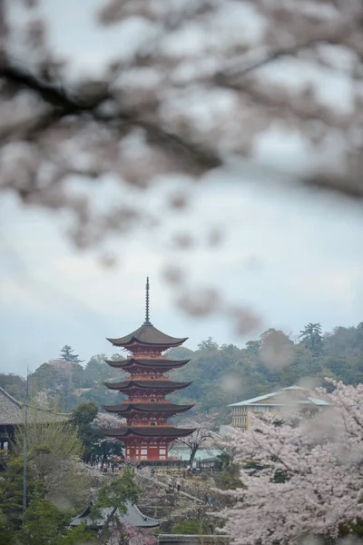 Цветущие Цветы Весной Сакура Красота Хиросиме — стоковое фото
